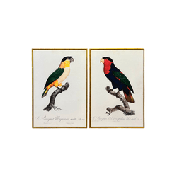 Dupla de Quadros 45x30 Araras - Q4530-DAR - Marcia Helena Decorações