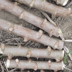 Macaxeira, 20 Rama de Maniva, Mandioca Manteiga, A... - POMARBRASIL