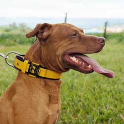 Coleira Para Cachorro Fit Lite - Amarelo e Preto - 4301-001-014-C - Amorosso