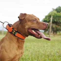  Coleira Para Cachorro Fit Lite (laranja e preto) ... - Amorosso