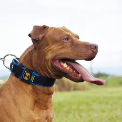  Coleira Para Cachorro Fit Lite (preto e azul) - 4301-014-003-C - Amorosso