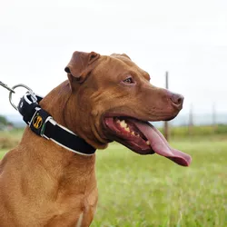  Coleira Para Cachorro Fit Lite - Preto e Branca - 4301-014-007-C - Amorosso