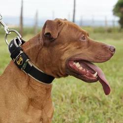  Coleira Para Cachorro Fit Lite (preto e rami) - 4301-014-015-C - Amorosso