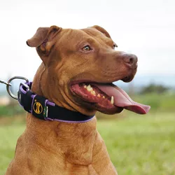  Coleira Para Cachorro Fit Lite (preto e lilás) -... - Amorosso