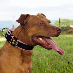  Coleira Para Cachorro Fit Lite (preto e rosa) - 4301-014-016-C - Amorosso