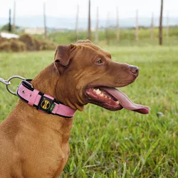  Coleira Para Cachorro Fit Lite (rosa e preto) - 4301-016-014-C - Amorosso