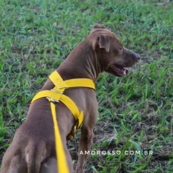Peitoral Tradicional Amorosso® + Guia Curta 80cm (amarelo e preto) - 7001-001-014-6201-0.80 - Amorosso