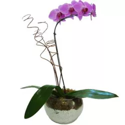 Orquidea Amo VOCÊ - CAFECOMPAO I Cestas de Café da Manhâ Curitiba