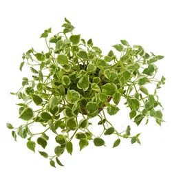 Peperomia Cuia 21 - Ibirapuera Garden