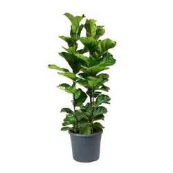 Ficus Lyrata PT24 - Ibirapuera Garden