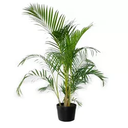Palmeira Areca - Ibirapuera Garden