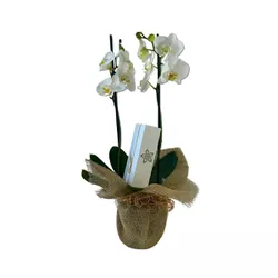 Orquidea e oreos cobertos com chocolate belga - fl... - Patty Deli Café