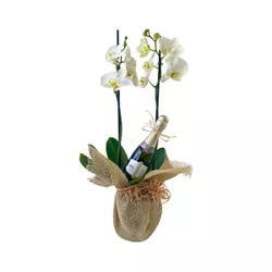 Orquídea Baby Chandon - flor-001 - Patty Deli Café