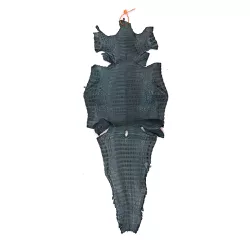Couro de Jacare Acab. BL (Caiman Yacare ) - SMOKED... - Exotic Couros