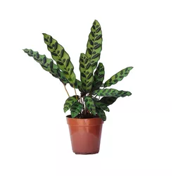 Calathea Cascavel PT12 - Ibirapuera Garden