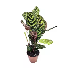Calathea Pavão PT12 - Ibirapuera Garden