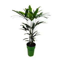 Palmeira Rafis PT17 - Ibirapuera Garden