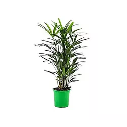 Palmeira Rafis PT24 - Ibirapuera Garden