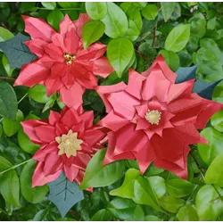 Arquivo de Corte Flores Natalinas - QPAPEIS LTDA