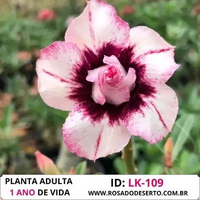 Rosa do deserto BP-954 - LK-109