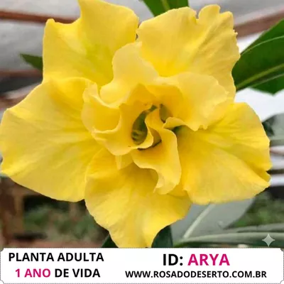 Rosa do Deserto Dobrada Amarela ARYA