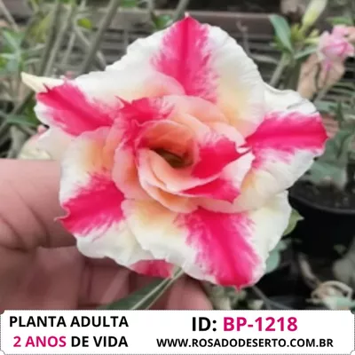 Rosa do deserto BP-1218