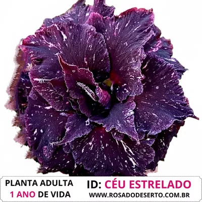Rosa do Deserto CÉU ESTRALADO