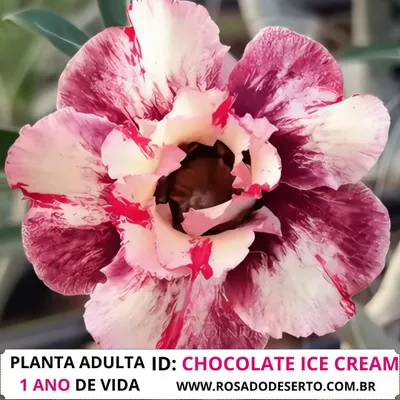 Rosa do Deserto CHOCOLATE ICE CREAM