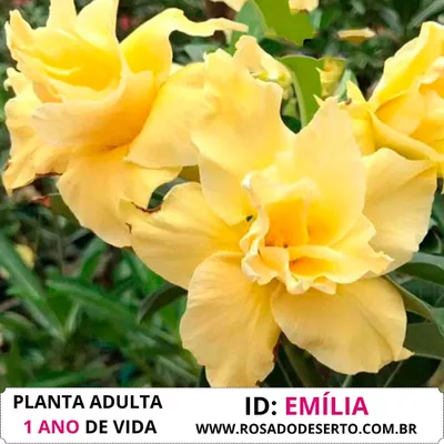 ROSA DO DESERTO EMILIA