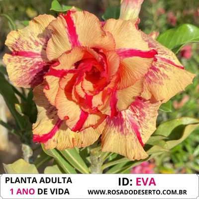 Rosa do Deserto EVA