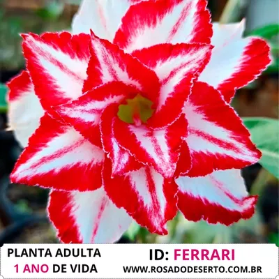 ROSA DO DESERTO FERRARI
