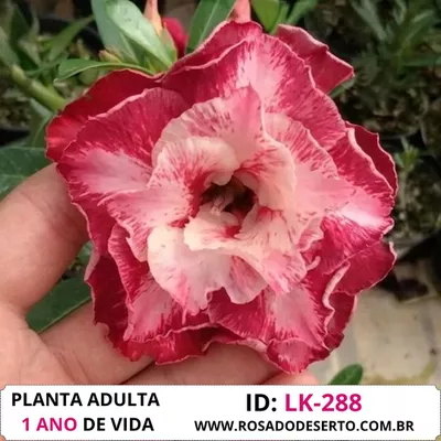 Rosa do deserto perfumada LK-288 - BP-1172