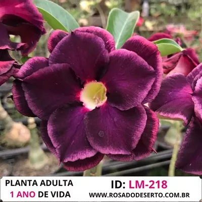 Rosa do deserto LM-218