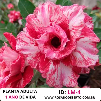 Rosa do Deseto LM 4 apresenta tons matizados que inclusive mudam de acordo com sol e ou uso de fertilizntes. Tripla camada de pétalas