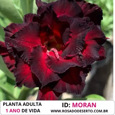 Rosa do Deserto MORAN