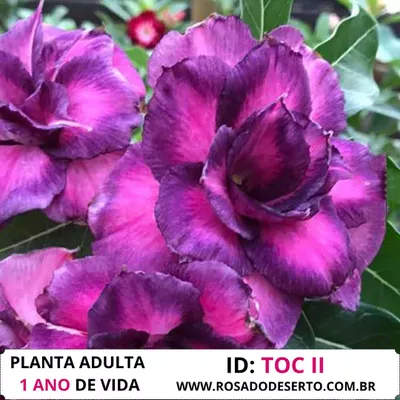 Rosa do Deserto Roxa Tripla Violet