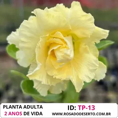 Rosa do deserto TP-13