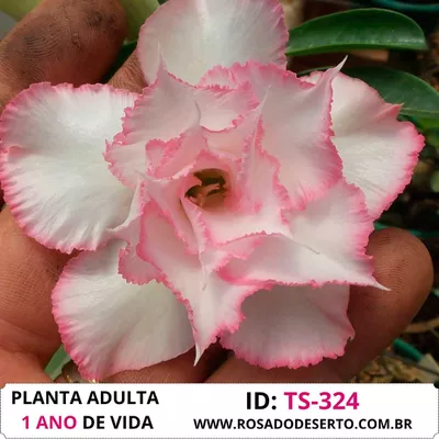 Rosa do Deserto Roxa Tripla Violet