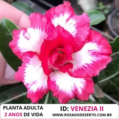 Rosa do deserto VENEZA II