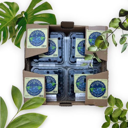 Mirtilo Fruta In Natura caixa com 1kg - Sitio Germinare 