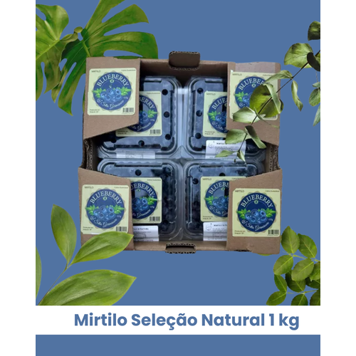 Mirtilo Fruta In Natura Seleção Natural Caixa com ... - Sitio Germinare 