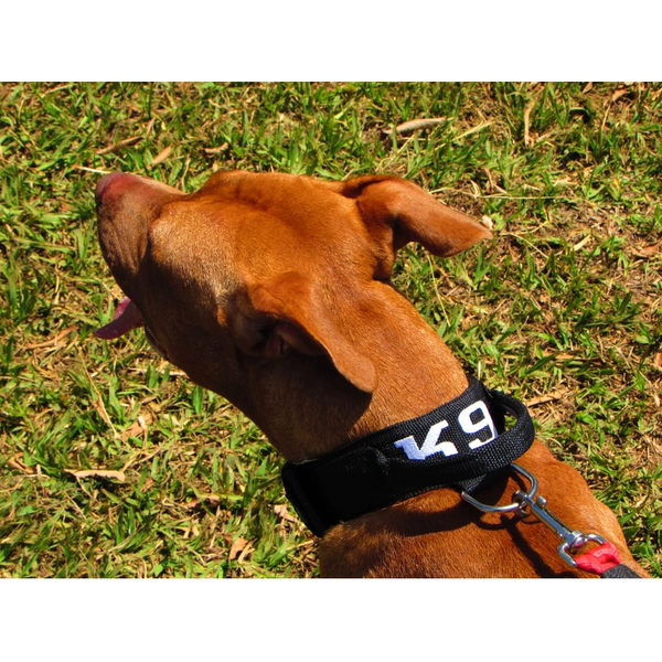 Coleira Para Cachorro Com Alça Personalizada (total black)