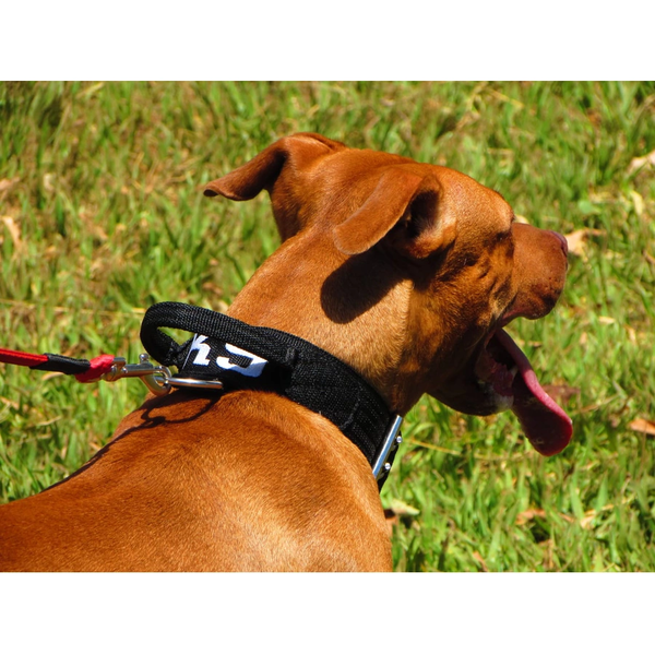 Coleira Para Cachorro Com Alça Personalizada (total black)