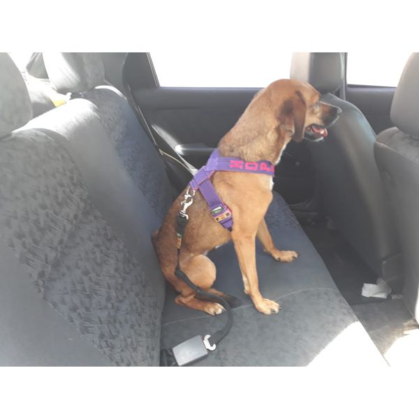 Cinto de Segurança para Cães 