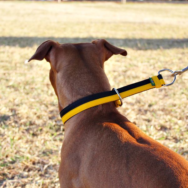 Colar Enforcador Amorosso® - Amarelo e Preto