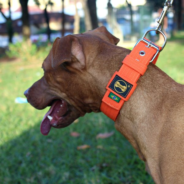 Coleira Para Cachorro Fit (laranja) 