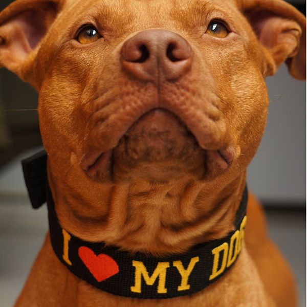 Coleira Amorosso® I love My Dog