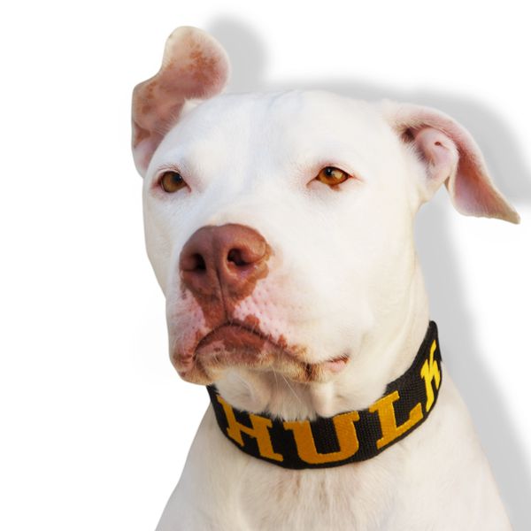 Coleira FIT Personalizada - Preto e Amarelo
