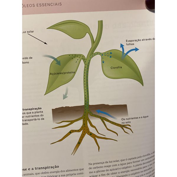 Aromaterapia: Guia Completo Para Iniciantes