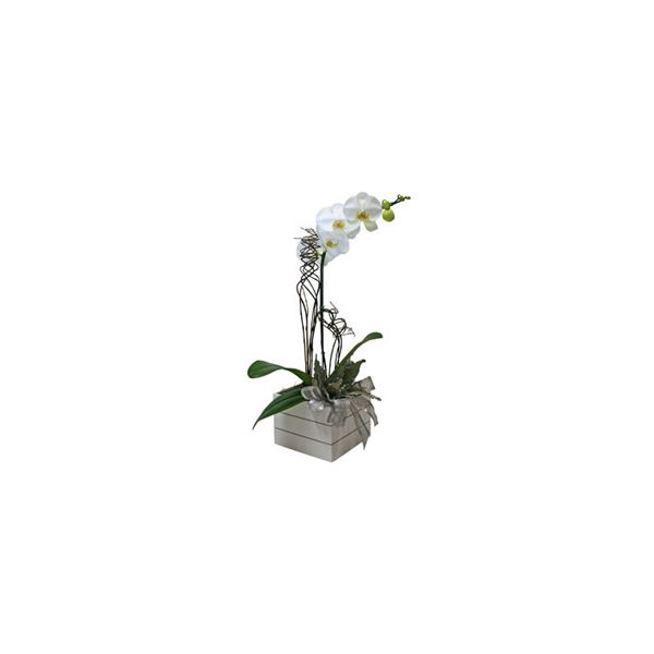 Vaso de Orquídeas Luxo